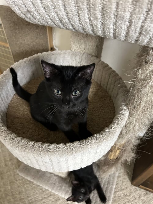 BALOO - Domestic Short Hair available for adoption