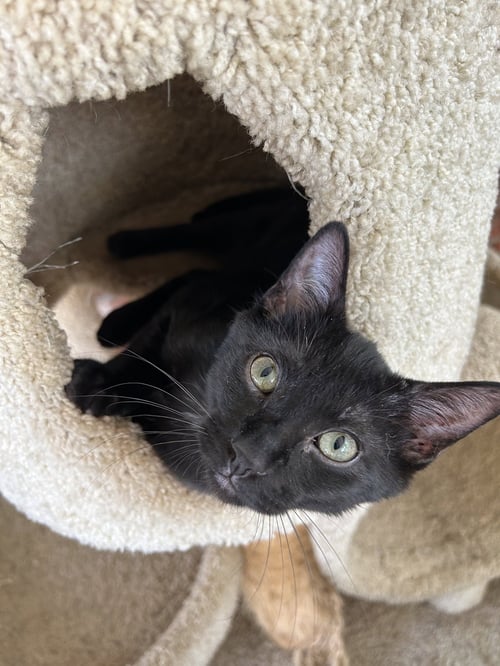 BALOO - Domestic Short Hair for adoption in Fort Worth