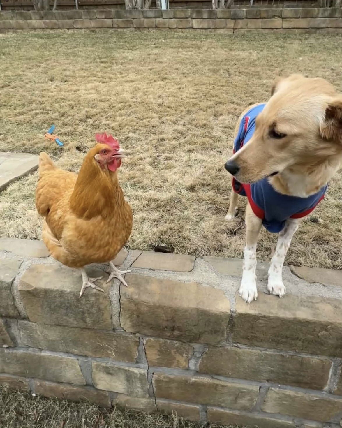 LUMI - Golden Retriever available for adoption