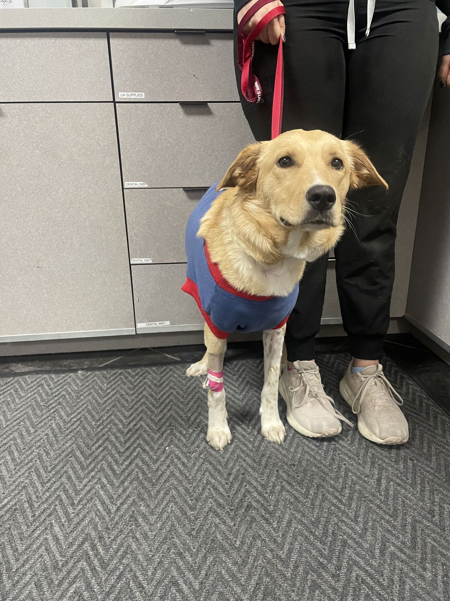 LUMI - Golden Retriever available for adoption