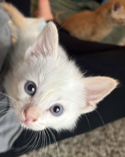JOE - Domestic Short Hair for adoption in Fort Worth