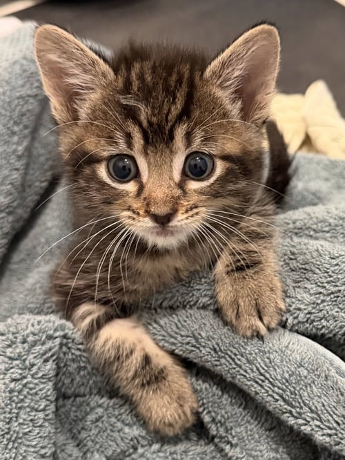 HARRY - Domestic Short Hair available for adoption