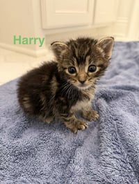 Harry - Photo 3