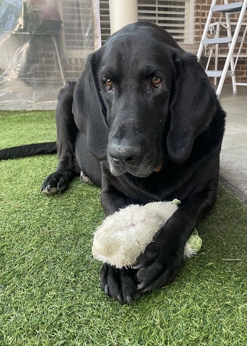 BENNI - Labrador Retriever for adoption in Fort Worth