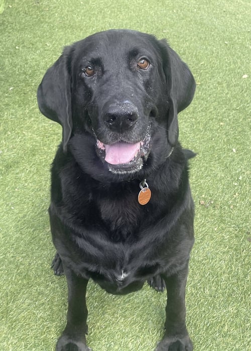 BENNI - Labrador Retriever available for adoption