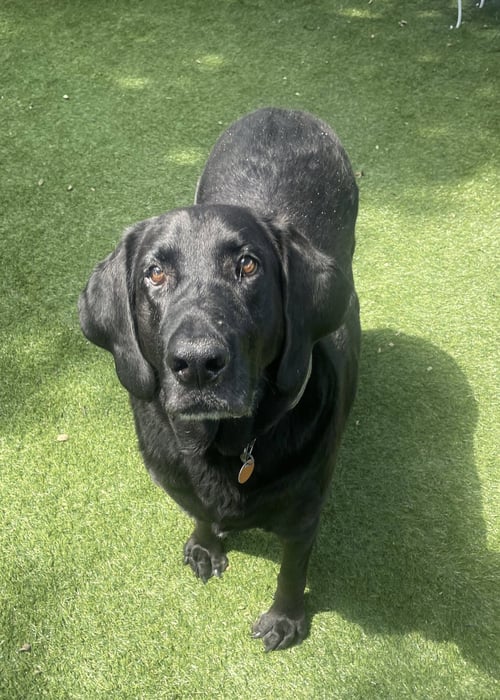 BENNI - Labrador Retriever for adoption in Fort Worth