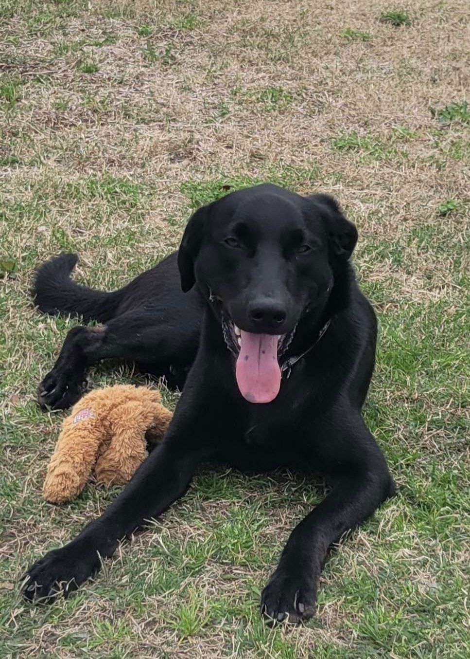 MASON - Labrador Retriever available for adoption