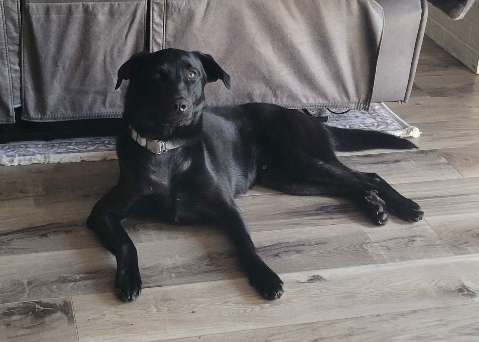 MASON - Labrador Retriever available for adoption