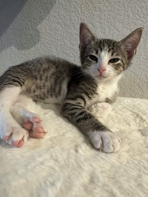MAX - Domestic Short Hair available for adoption