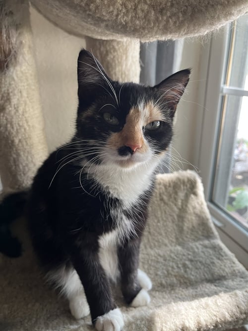 GYPSY - Calico for adoption in Fort Worth