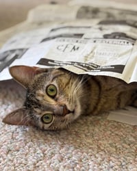 Cleo - Photo 19