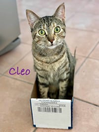 Cleo - Photo 6