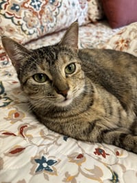 Cleo - Photo 18