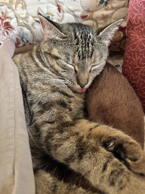 CLEO - Domestic Short Hair for adoption in Fort Worth