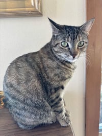 Cleo - Photo 4