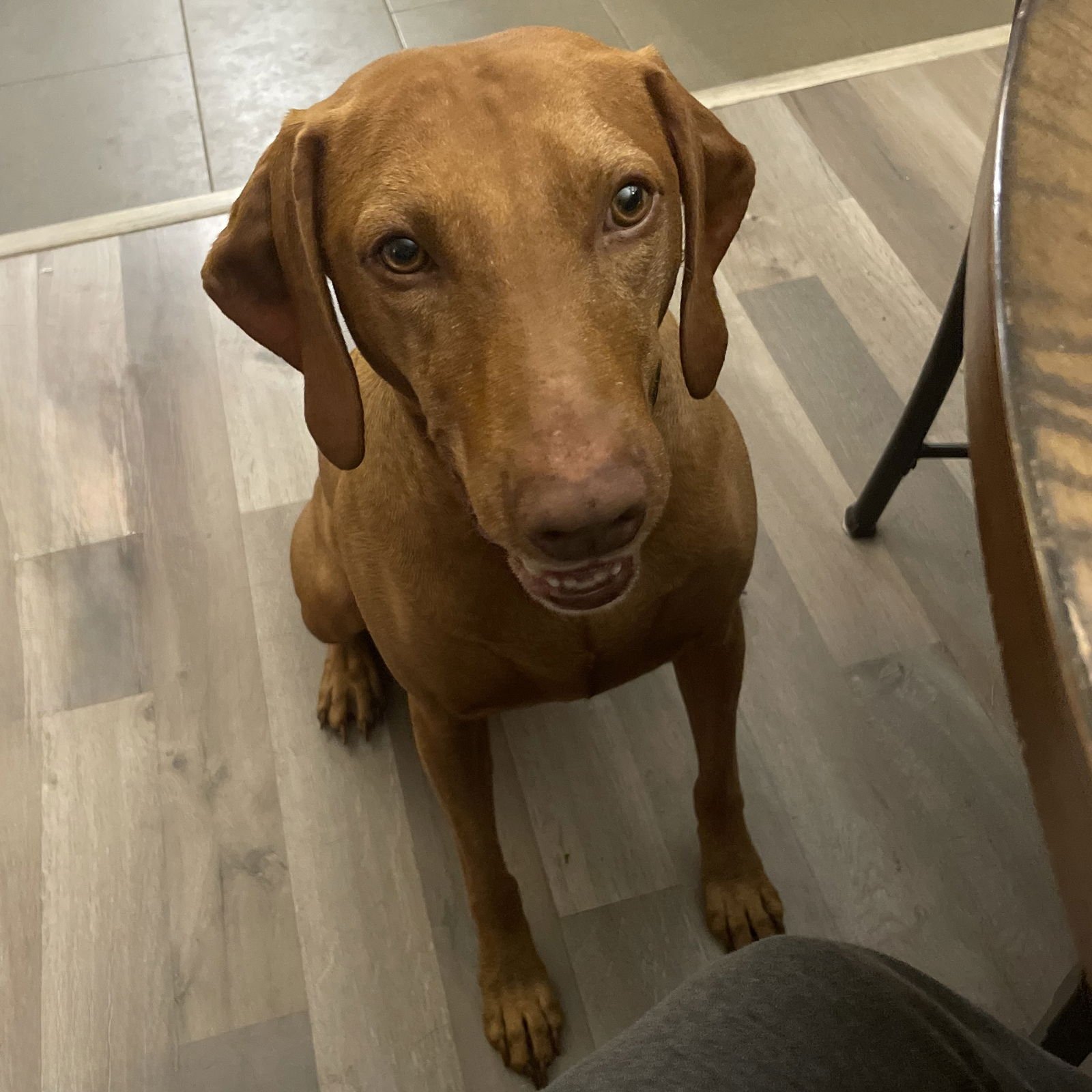 REDD - Vizsla available for adoption