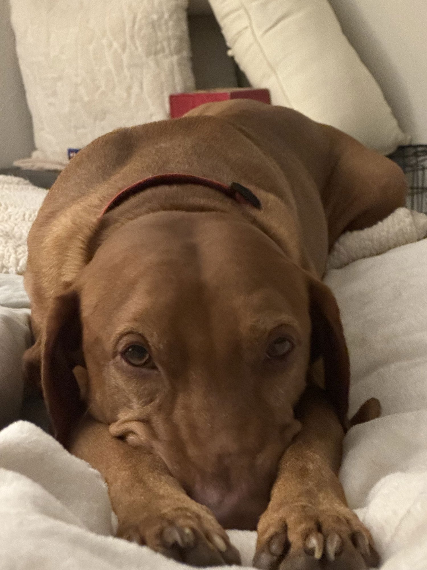 REDD - Vizsla available for adoption