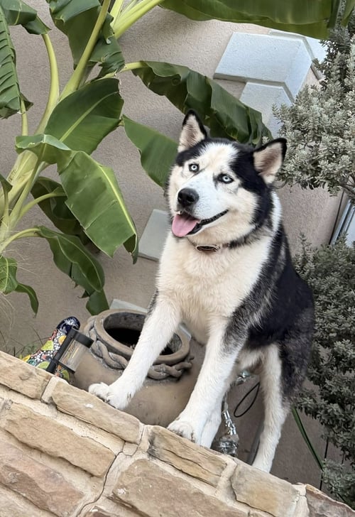ODIN - Alaskan Malamute available for adoption