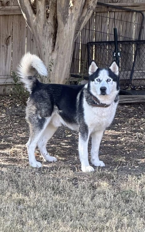 Odin Image