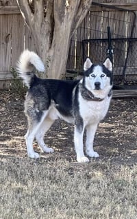 Odin - Photo 1