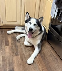 Odin - Photo 3