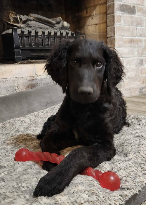 ADDIE - Poodle (Standard) / Golden Retriever for adoption in Fort Worth