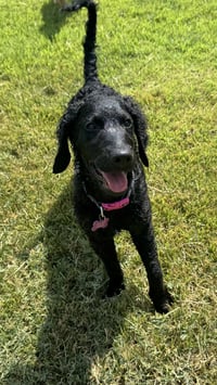 Addie - Photo 6