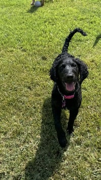 Addie - Photo 5
