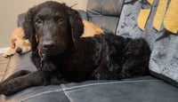 Addie - Photo 2