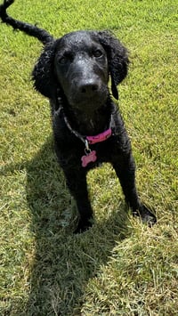Addie - Photo 4