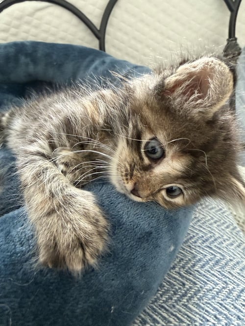 JACKIE - Domestic Short Hair for adoption in Fort Worth