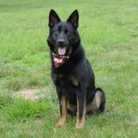 Jax (aka Jackson)*PENDING - Photo 1
