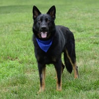 Jax (aka Jackson)*PENDING - Photo 9