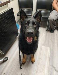 Jax (aka Jackson)*PENDING - Photo 7