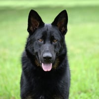 Jax (aka Jackson)*PENDING - Photo 2