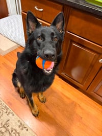 Jax (aka Jackson)*PENDING - Photo 3