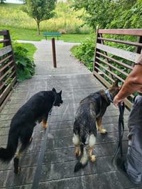 Jax (aka Jackson)*PENDING - Photo 5
