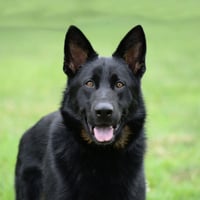 Jax (aka Jackson)*PENDING - Photo 6