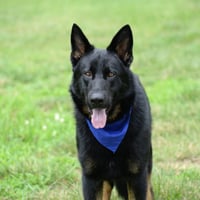 Jax (aka Jackson)*PENDING - Photo 4
