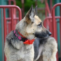 Ruby Moon *PENDING* - Photo 4