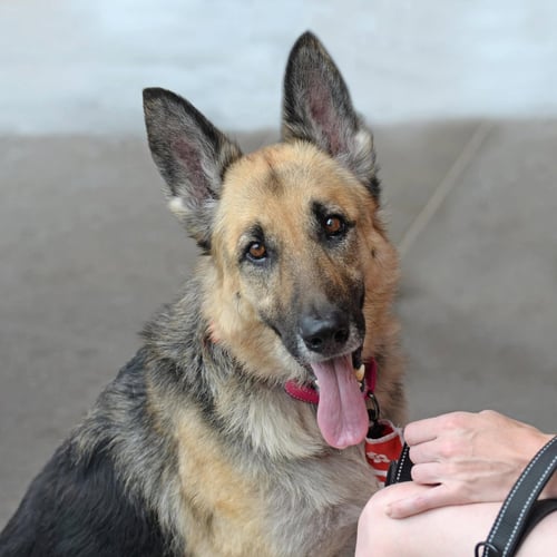 RUBY MOON *PENDING* - German Shepherd Dog available for adoption