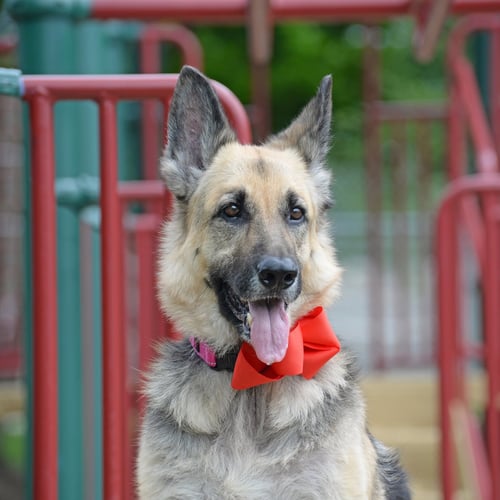 RUBY MOON *PENDING* - German Shepherd Dog available for adoption
