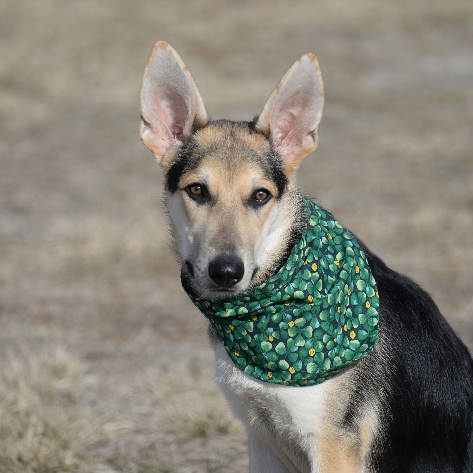 HARRISON AKA HARRY - German Shepherd Dog available for adoption
