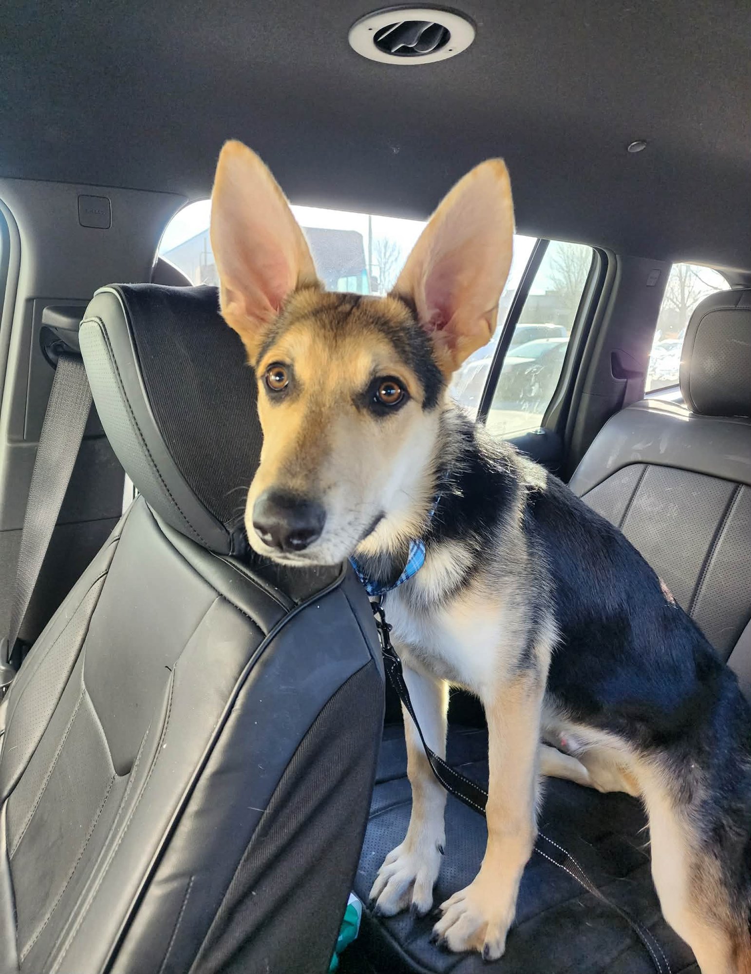 HARRISON AKA HARRY - German Shepherd Dog available for adoption