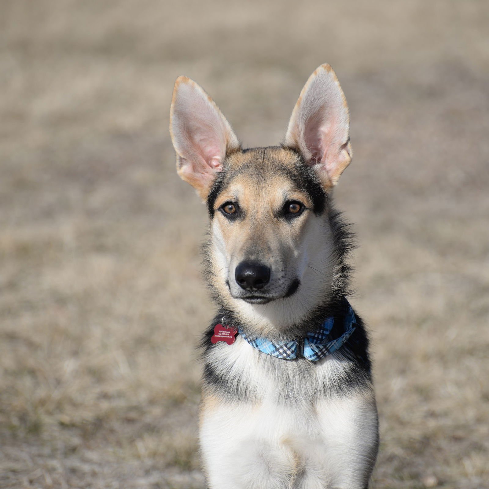 Harrison aka Harry - Photo 11