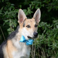 Harrison - Photo 13