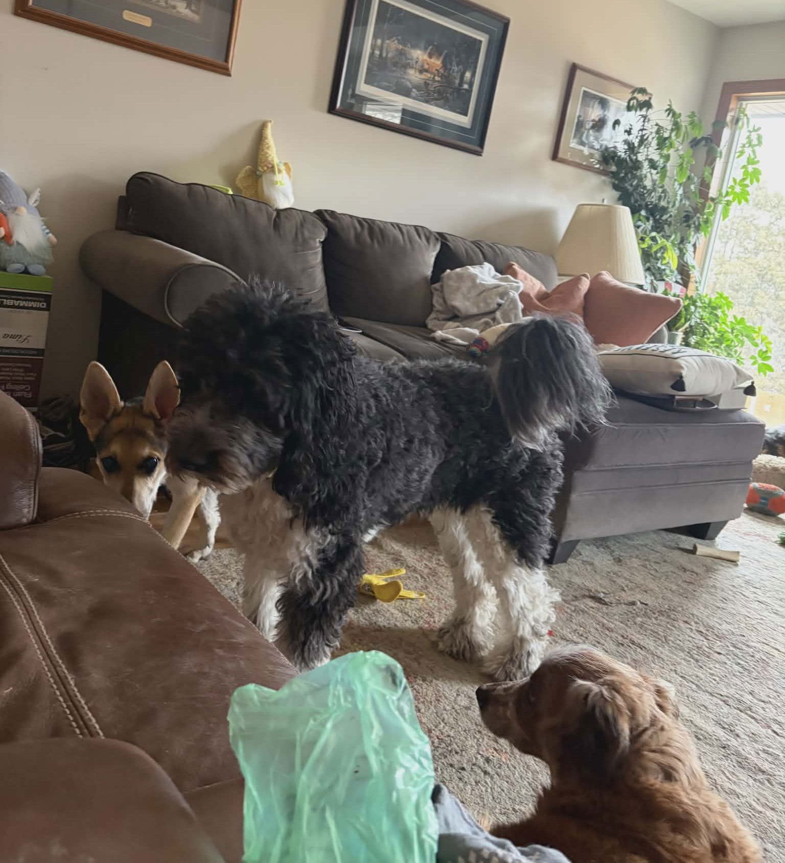 Harrison aka Harry - Photo 3