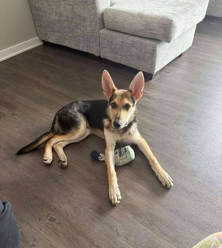 Harrison aka Harry - Photo 4