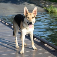 Harrison - Photo 3