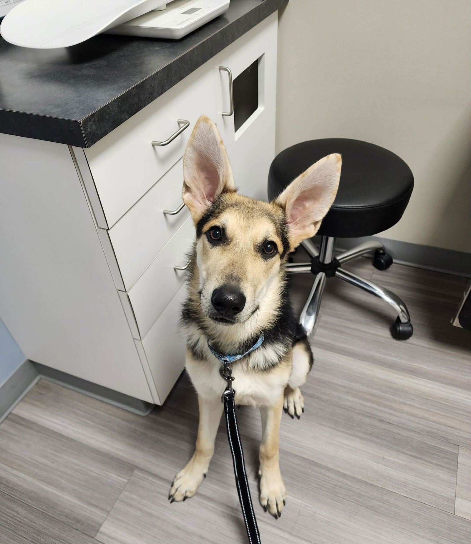 Harrison aka Harry - Photo 5